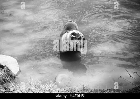 Bulldog la balneazione nel fiume, gli animali e la natura Foto Stock