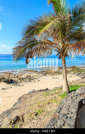 Palm tree su Morro Jable Beach sulla costa della penisola di Jandia, Fuerteventura, Isole Canarie, Spagna Foto Stock