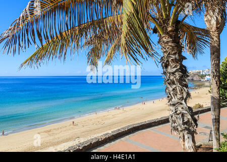 Raccordo a T di Palm e il lungomare su Morro Jable Beach sulla costa della penisola di Jandia, Fuerteventura, Isole Canarie, Spagna Foto Stock