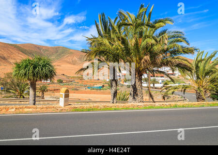 Palme lungo la strada e la vista delle montagne vulcaniche vicino al villaggio di Pajara, Fuerteventura, Isole Canarie, Spagna Foto Stock