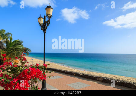 Fiori tropicali sulla passeggiata lungo la spiaggia di Jandia a Morro Jable con vista oceano, Fuerteventura, Isole Canarie, Spagna Foto Stock