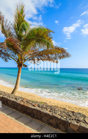 Palm tree sulla bellissima spiaggia tropicale a Morro Jable town, Fuerteventura, Isole Canarie, Spagna Foto Stock