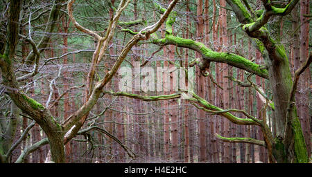 Coppia di antichi alberi di quercia ricoperti in bright green moss intrecciano nel cuore di una foresta di conifere piantagione in Northumberland Foto Stock