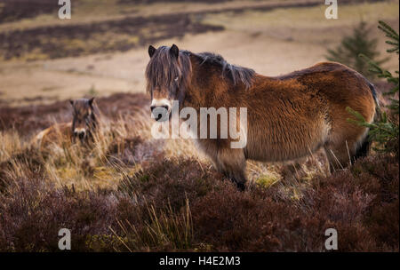 Una coppia di Lakeland pony nella heather in inverno sul mori e brughiere del Lake District inglese Foto Stock