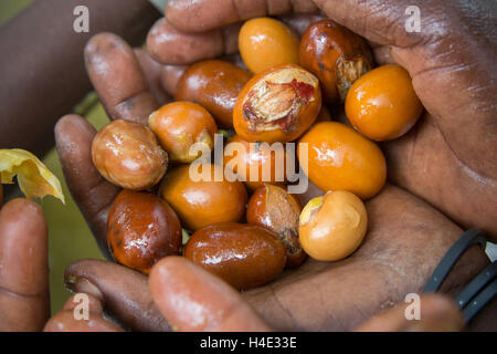 Donne estrarre il dado di karité da shea frutto in Burkina Faso, Africa. Il dado è utilizzato per la fabbricazione di burro di karité e l'olio. Foto Stock