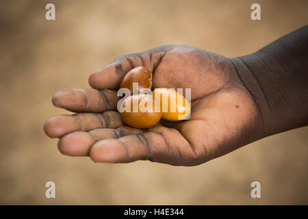 Noci di karité sono utilizzati per la fabbricazione di burro di karité e l'olio in Burkina Faso, l'Africa occidentale. Foto Stock