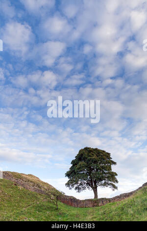 Sycamore Gap sul vallo di Adriano su una fine giornata estiva con poco soffici nuvole e un cielo blu, Robin Hood's tree Foto Stock