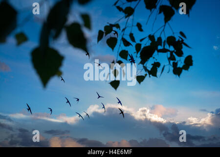 Stormo di uccelli attraverso un tramonto cielo attraverso i rami degli alberi. Estate Autunno scena. Immagine orizzontale Foto Stock