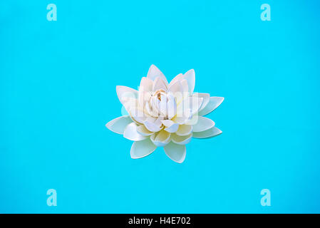 Singola bianco acqua giglio fiore, ninfei, flottante su fresco azzurro acqua in un concetto di benessere o una spa Foto Stock