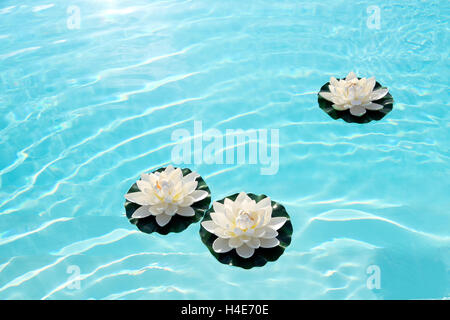 Tre white water lilies o fiori di loto galleggiante su tranquille acque blu turchese Foto Stock