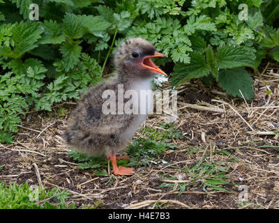 Giovani arctic tern pulcino, becco aperto Foto Stock