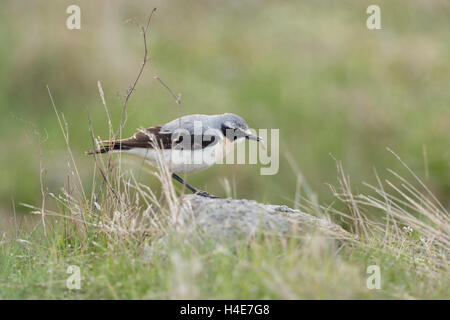 Wheatear settentrionale ( Oenanthe Oenanthe ), uccello maschile, arroccato su una singola roccia in prateria, habitat tipico, con prede in becco, fauna selvatica, Europa. Foto Stock