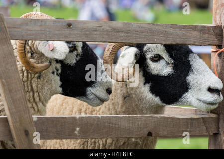 Swaledale pecore che mostra a Muker mostrano Swaledale North Yorkshire England Regno Unito Foto Stock