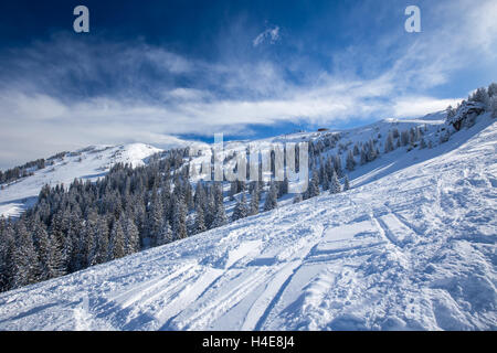 Alberi coperti di neve fresca in Kitzbuhel ski resort, Alpi Tirolo, Austria Foto Stock