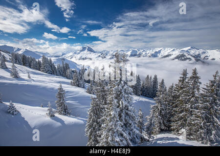 Alberi coperti di neve fresca in Kitzbuhel ski resort, Alpi Tirolo, Austria Foto Stock