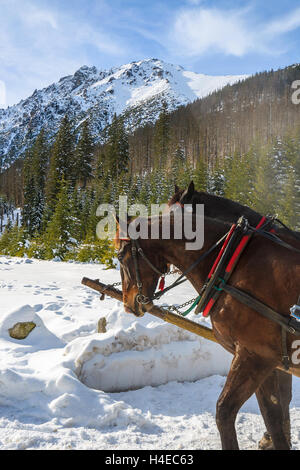 Due cavalli riposo dopo il trasporto di turisti in sleigh carrelli di Morskie Oko lago in inverno, Alti Tatra, Polonia Foto Stock