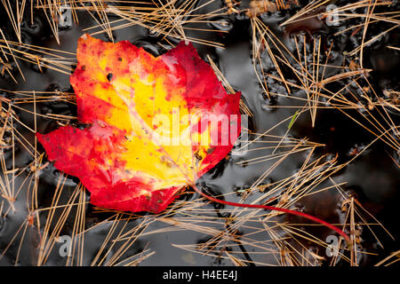 Maple Leaf in acqua Foto Stock