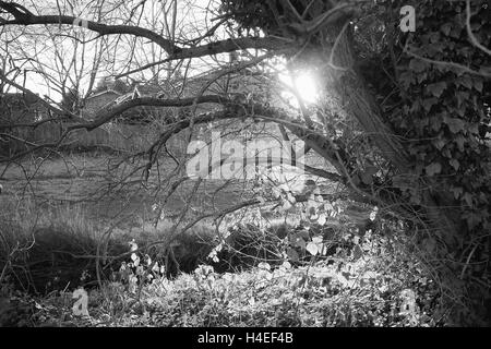 I cespugli e gli alberi in una zona residenziale fotografato con tardo pomeriggio di sole retroilluminato. Foto Stock