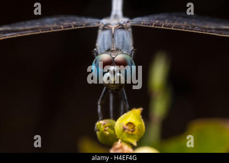 Sulla testa di ripresa macro di una libellula blu appoggiato sul bulbo di fiori Foto Stock