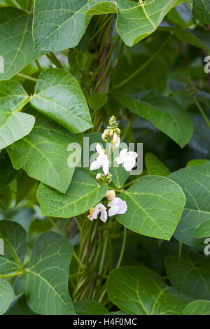 Phaseolus coccineus. Runner bean 'White Lady' Fiori. Foto Stock