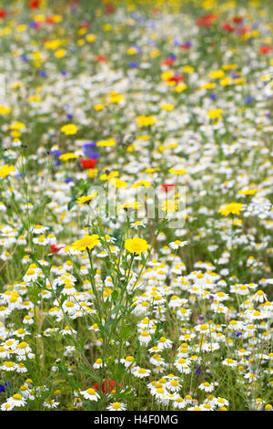 Prato di fiori selvaggi in estate. Foto Stock