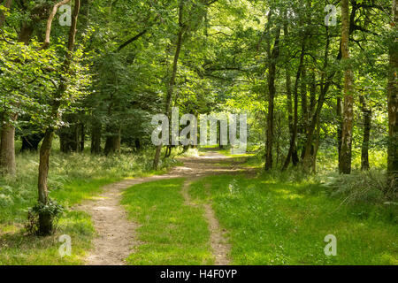 Bosco a piedi in Ashridge Estate, il Chilterns, Hertfordshire, Inghilterra Foto Stock