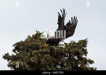 Aquila calva decollare da un albero, Katmai National Park, Alaska Foto Stock