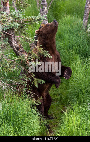 Orso bruno di graffiare la sua schiena contro un albero, fiume Brooks, Katmai National Park, Alaska Foto Stock