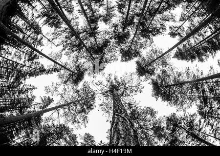 Foresta di Pini alberi Nuuksio National Park, Helsinki, Finlandia Foto Stock