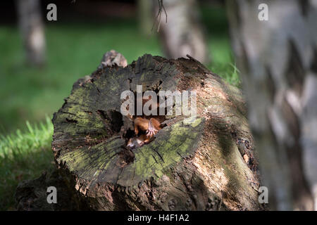 Eurasian red scoiattolo (Sciurus vulgaris) presso il British Centro faunistico, Inghilterra, Gran Bretagna, Regno Unito Foto Stock