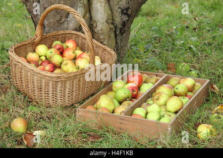 Appena raccolto vecchie varietà di mele da un Bramley's Seedling melo nel patrimonio Inglese frutteto su un giorno fineOctober Foto Stock