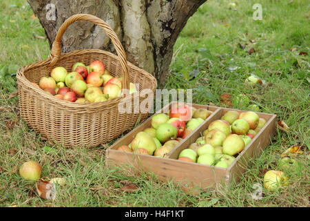 Appena raccolto vecchie varietà di mele sotto un Bramley's Seedling melo nel patrimonio Inglese frutteto in una bella giornata di ottobre Foto Stock