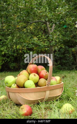 Appena raccolto mele (malus domestica) in un trug da un albero di mele nel patrimonio Inglese frutteto in una bella giornata d'autunno Foto Stock