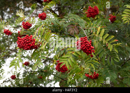 Unione Rowan, Sorbus aucuparia, con frutta rossa Foto Stock