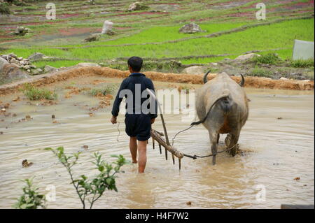 Arare i campi di riso di Sapa, nel Vietnam del Nord. Bufalo d'acqua (Bubalus bubalis carabanesis, Carabao) che lavorano nelle risaie. Sapa, Vietnam, Lao Cai Foto Stock