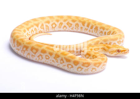 Birmano,Python Python bivittatus,labyrint albino Foto Stock