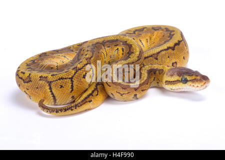 Sfera,Python Python regius, Foto Stock