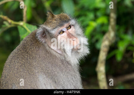 Ritratto di un Balinese Long-Tailed Monkey in Ubud Monkey Forest di Bali, Indonesia. Foto Stock