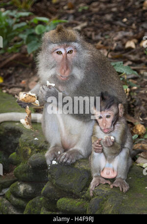 Un Balinese Long-Tailed scimmia, con il suo bambino, mangiare in Ubud Monkey Forest di Bali, Indonesia. Foto Stock