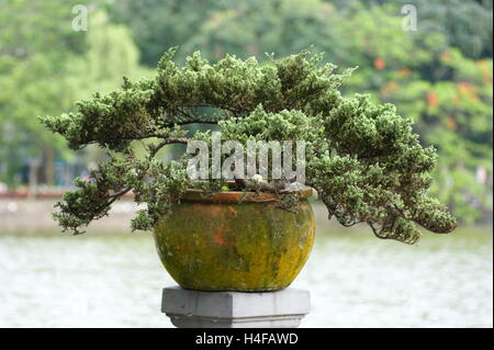 Bonsai. Ngoc Son Temple ad Hanoi, Vietnam Foto Stock