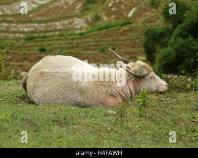 White water buffalo (Bubalus bubalis) affacciato su campi terrazzati. Sapa, Vietnam, Lao Cai Provincia, Asia Foto Stock