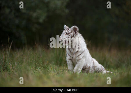 Royal tigre del Bengala ( Panthera tigris ), bianco morph, seduta in erba, su una piccola radura, vicino al bordo di una foresta. Foto Stock