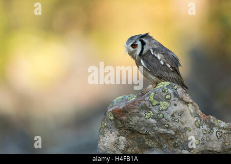 Southern di fronte bianco-Owl / Suedbuescheleule ( Ptilopsis granti ), appollaiate su una roccia, specie esotiche, colorato, il Botswana. Foto Stock