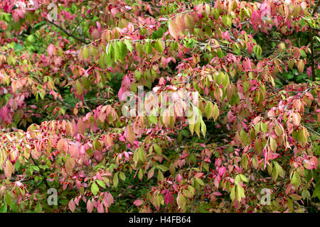 Autunno sfondo immagine con rosa e foglie verdi e odore di bacche rosse Foto Stock