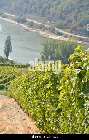 San Goarshausen, Germania - 15 settembre 2016 - vigneti vicino a Loreley Rock in tedesco valle del Reno Foto Stock