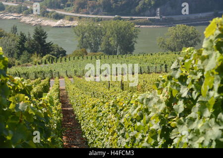 San Goarshausen, Germania - 15 settembre 2016 - vigneti vicino a Loreley Rock in tedesco valle del Reno Foto Stock