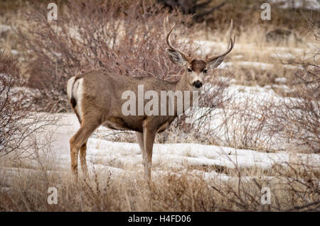 Mule Deer buck, Tule Lake National Wildlife Refuge, California settentrionale. Foto Stock