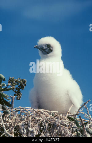 Rosso-footed Booby pulcino su nido; Isola di Tern, Hawaiian Islands National Wildlife Refuge. Foto Stock