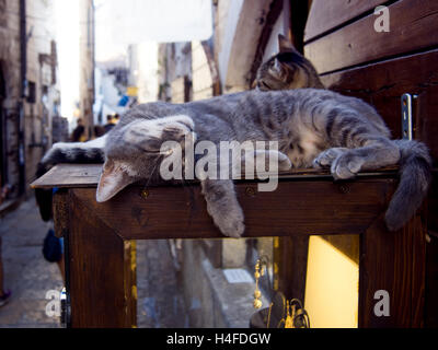 Gatti a strisce sono posti letto su storefront, luogo turistico Foto Stock