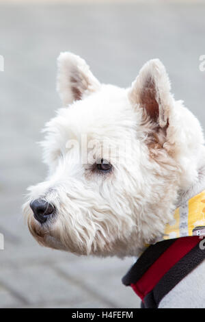 West Highland White Terrier. Foto Stock